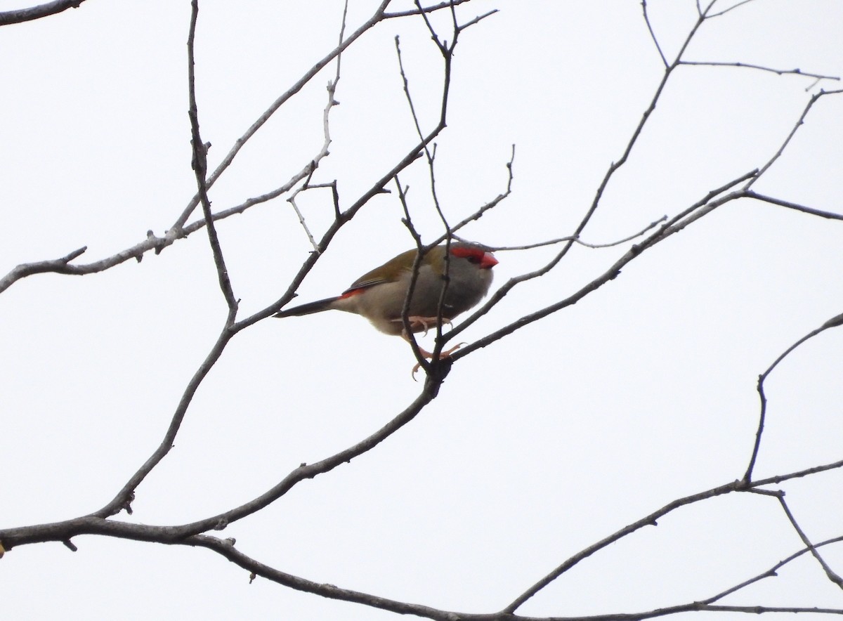 Red-browed Firetail - ML614217328
