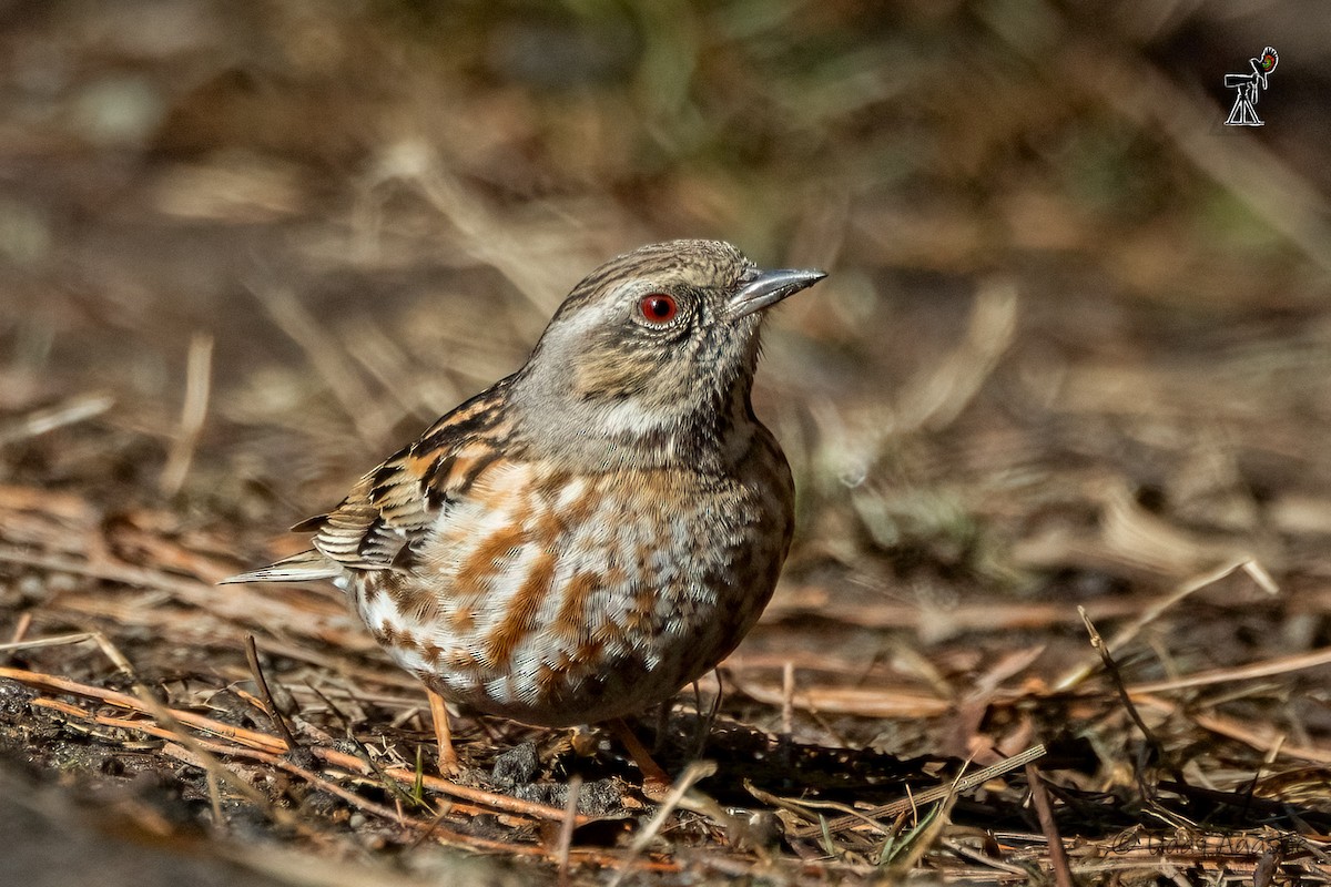 Altai Accentor - Uday Agashe