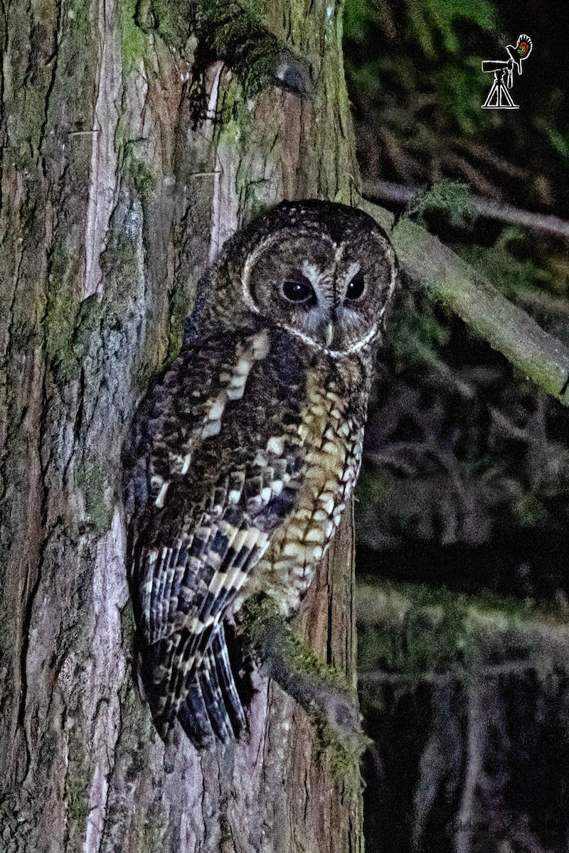 Himalayan Owl - ML614217360