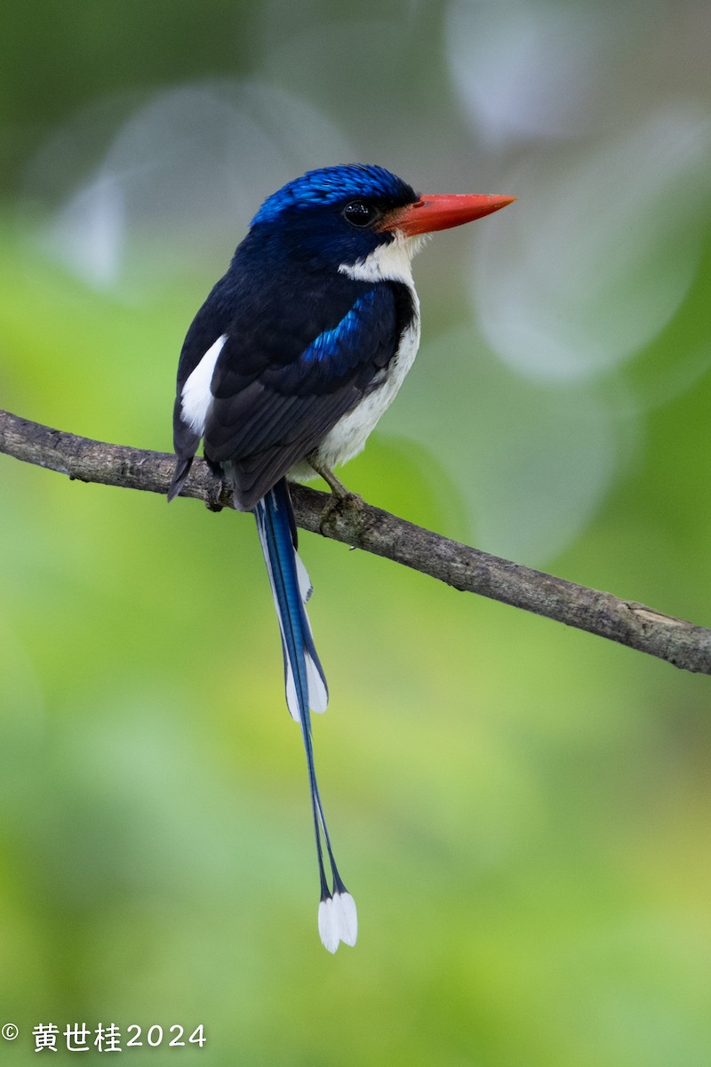Common Paradise-Kingfisher - Shigui Huang