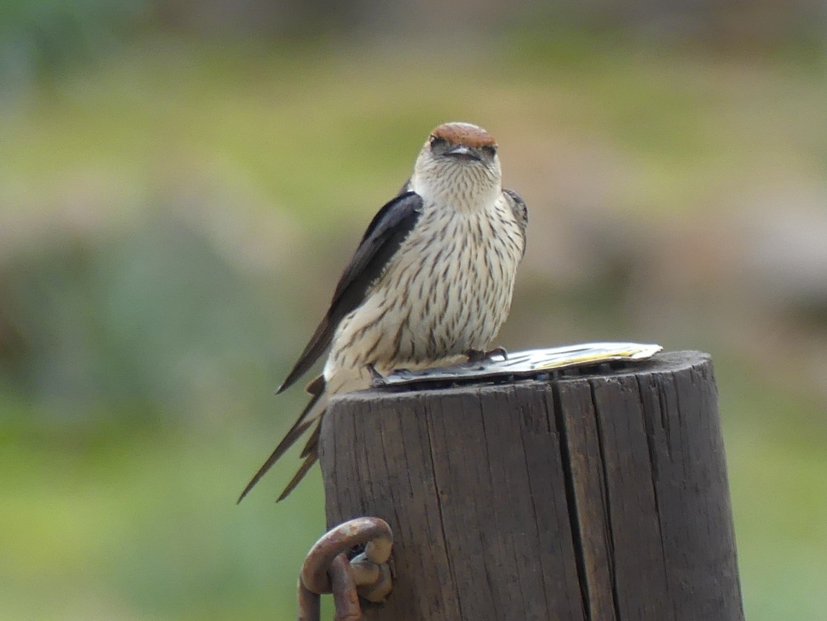 Greater Striped Swallow - ML614217715