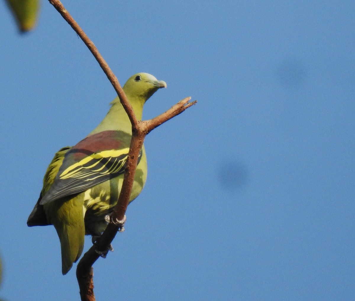 Andaman Green-Pigeon - ML614217755