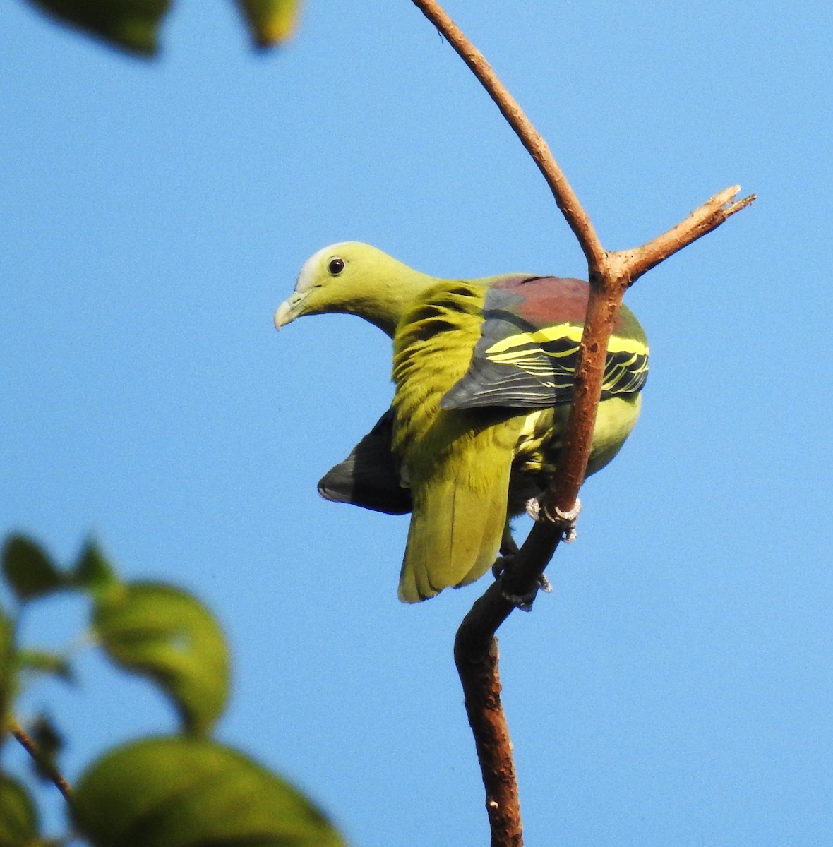 holub žlutopruhý - ML614217756