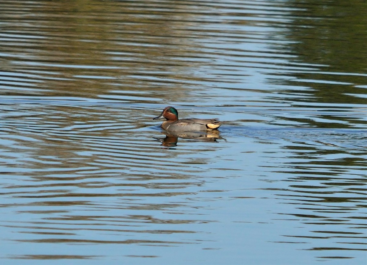 Green-winged Teal - ML614217764