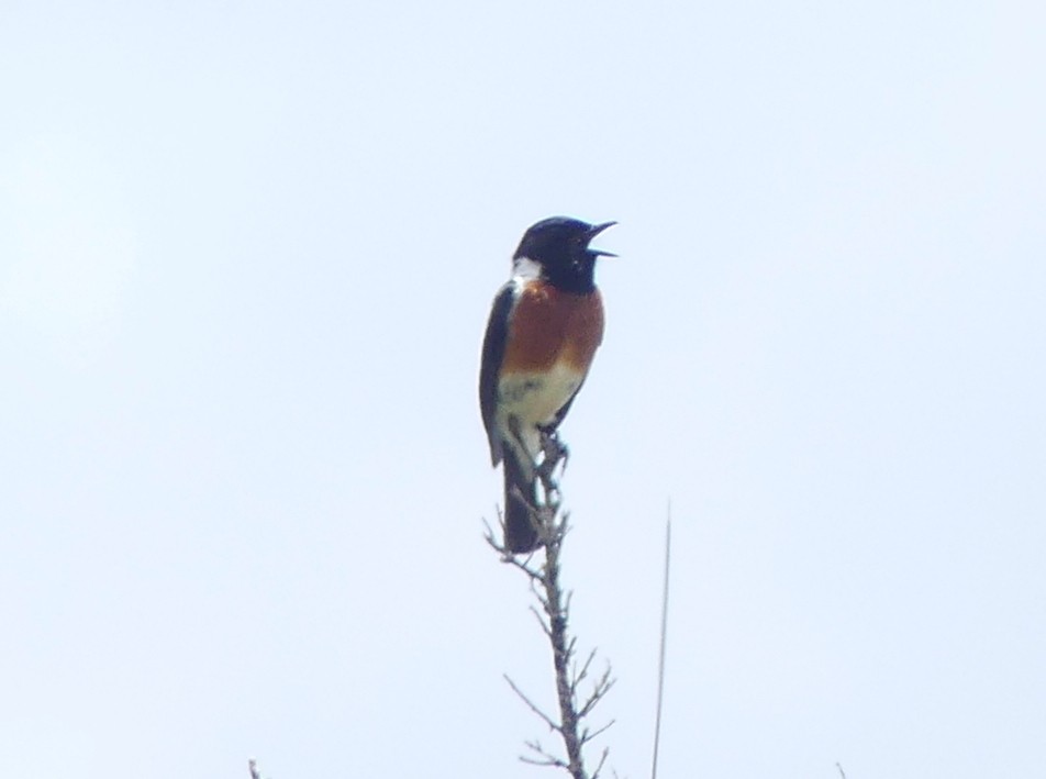 African Stonechat (African) - ML614217867