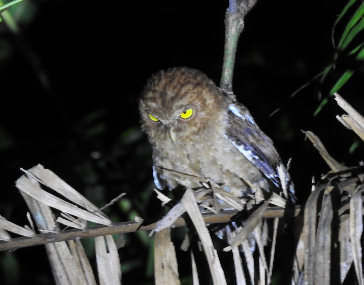 Andaman Scops-Owl - ML614218125
