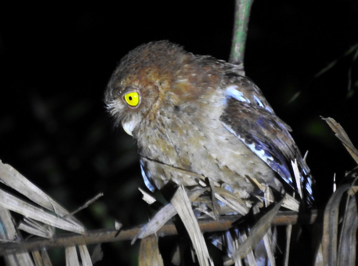 Andaman Scops-Owl - ML614218126