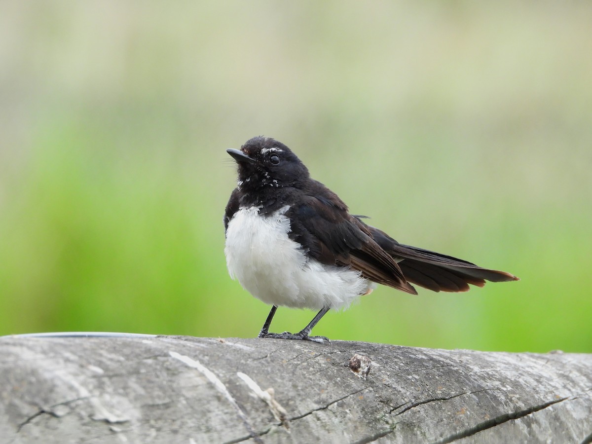 Willie-wagtail - ML614218180