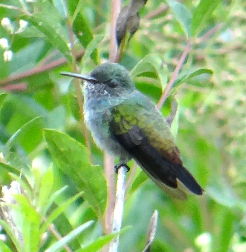 kolibřík pestrý - ML614218264