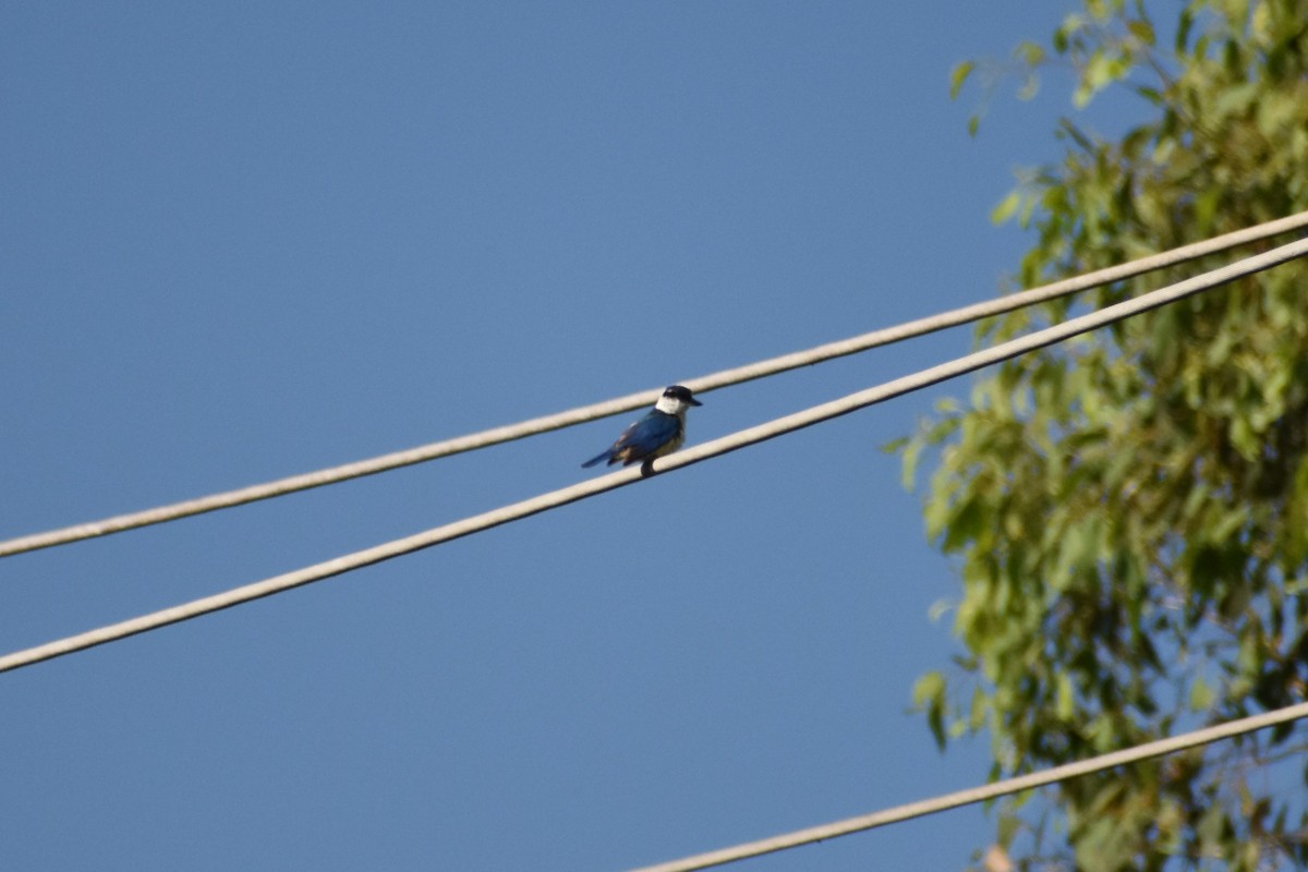 Forest Kingfisher - ML614218276