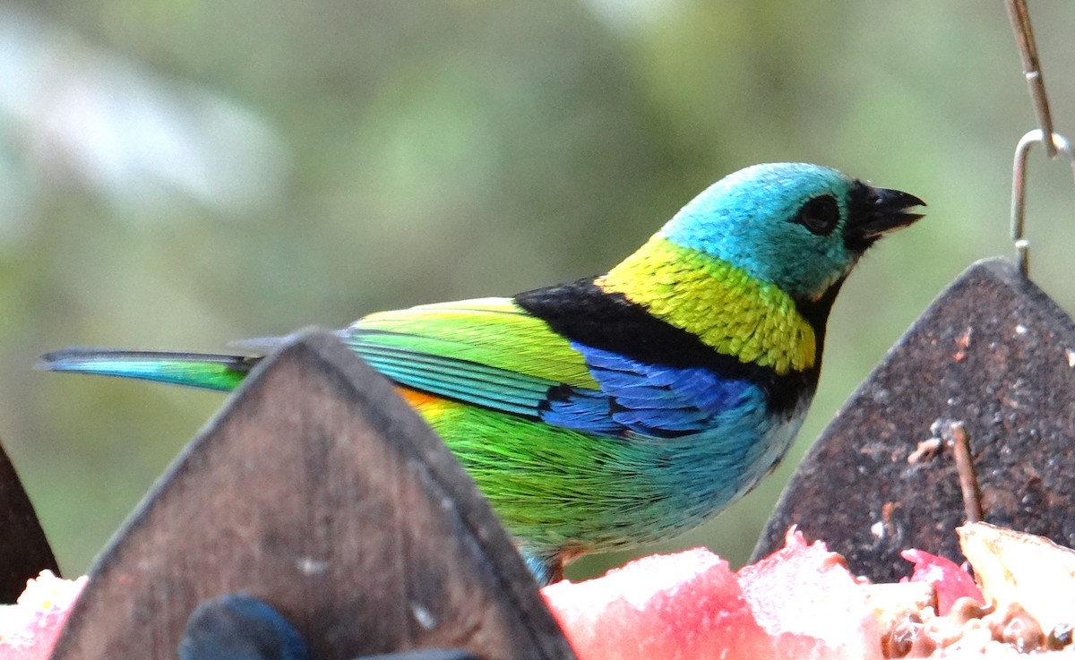 Green-headed Tanager - ML614218321