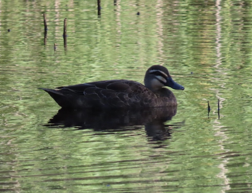 Pacific Black Duck - ML614218355