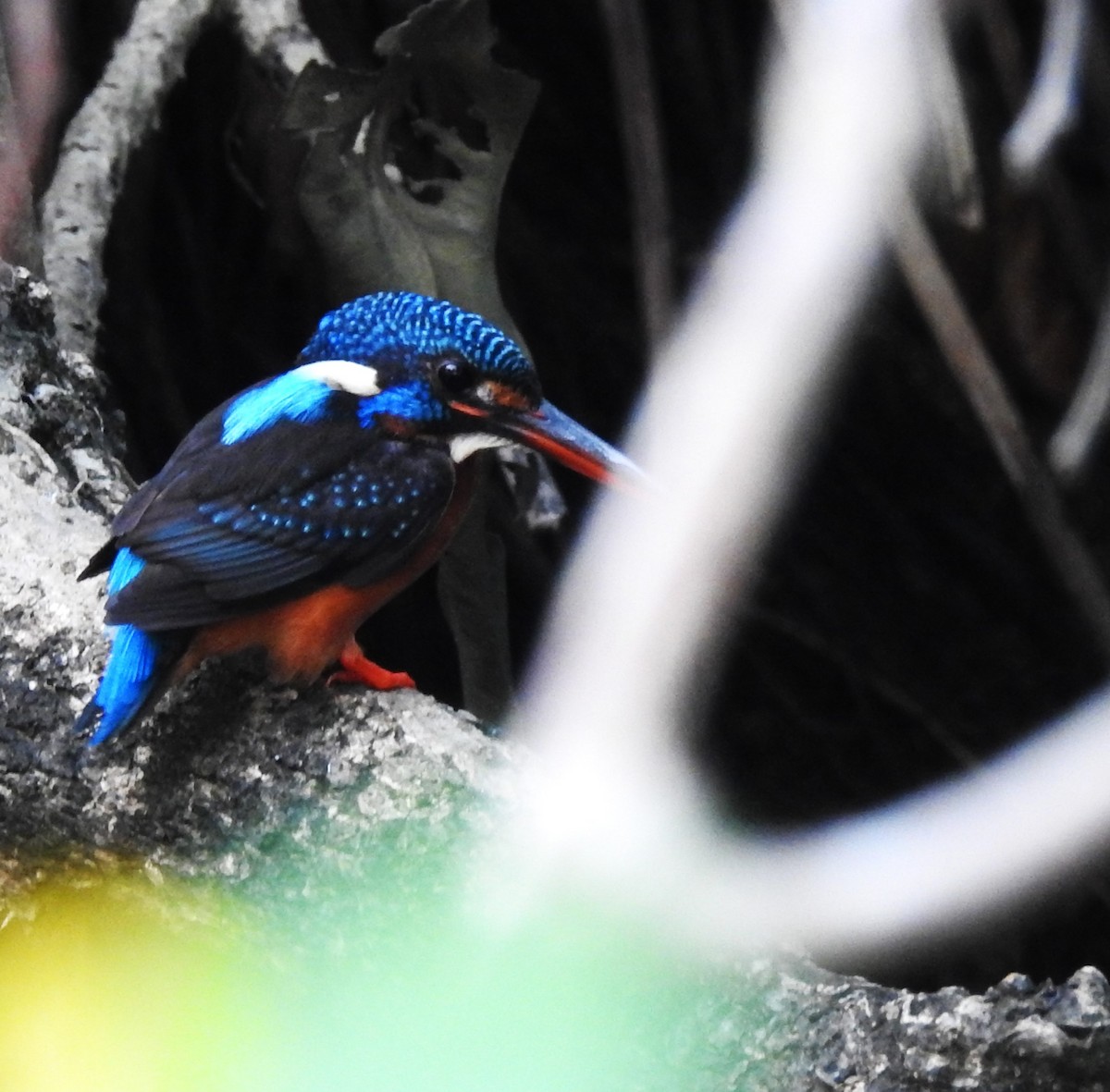 Blue-eared Kingfisher - ML614218596