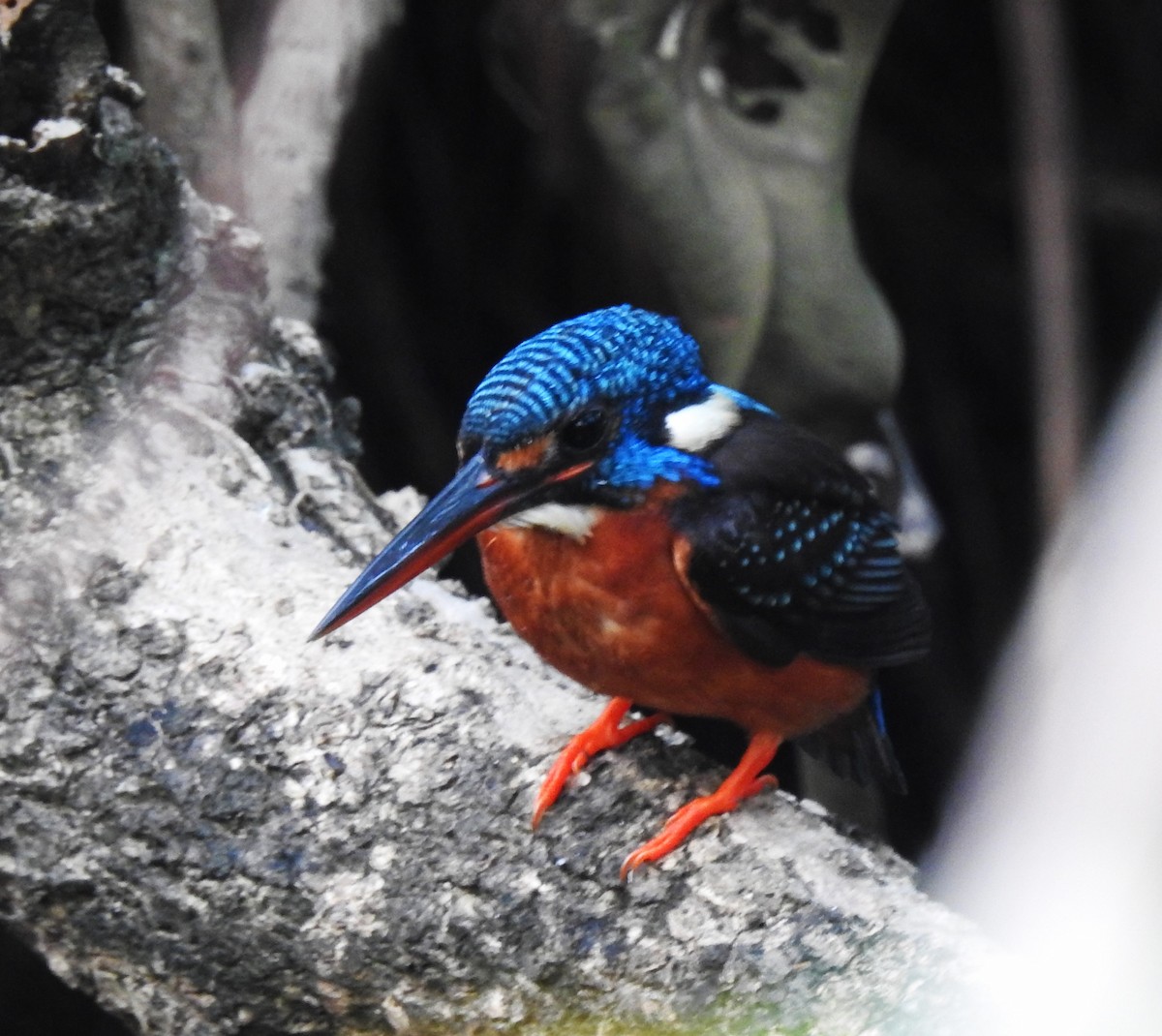 Blue-eared Kingfisher - ML614218597