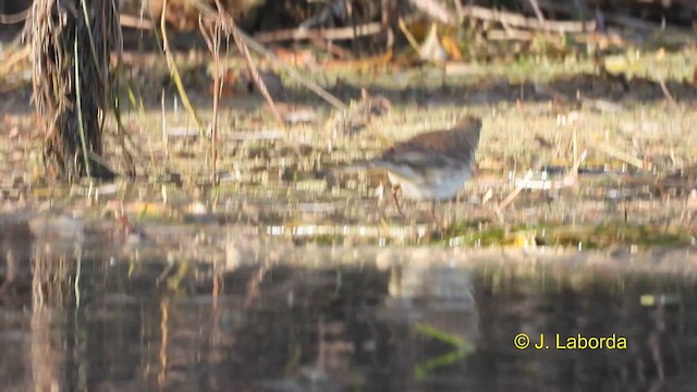 Water Pipit - ML614218618