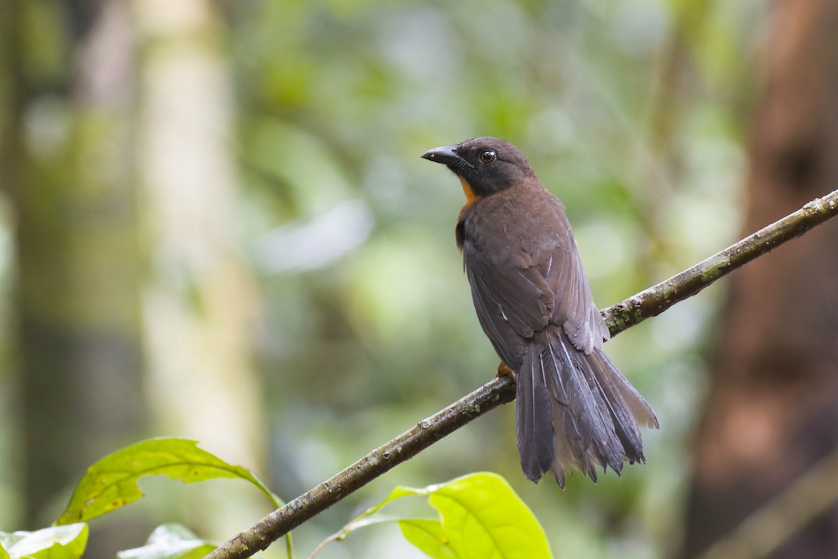 Black-cheeked Ant-Tanager - ML614218627