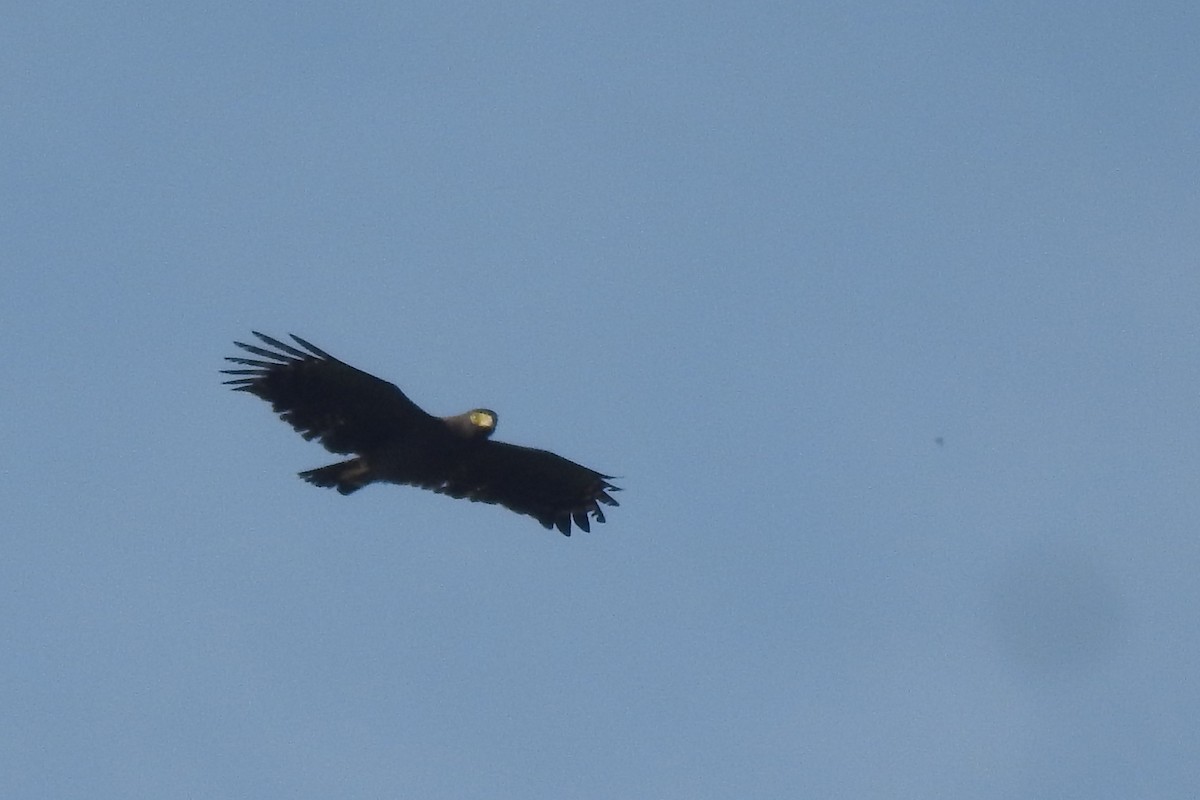 Andaman Serpent-Eagle - Ayan Watve