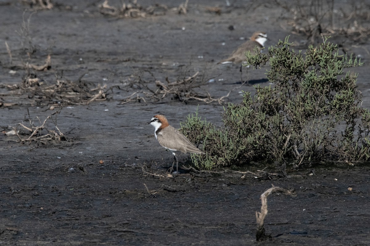 Red-capped Plover - ML614218867