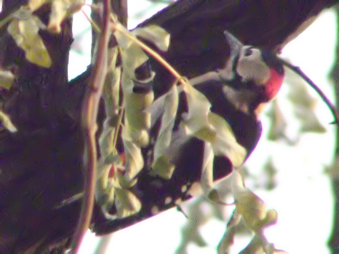 Great Spotted Woodpecker - ML614219204