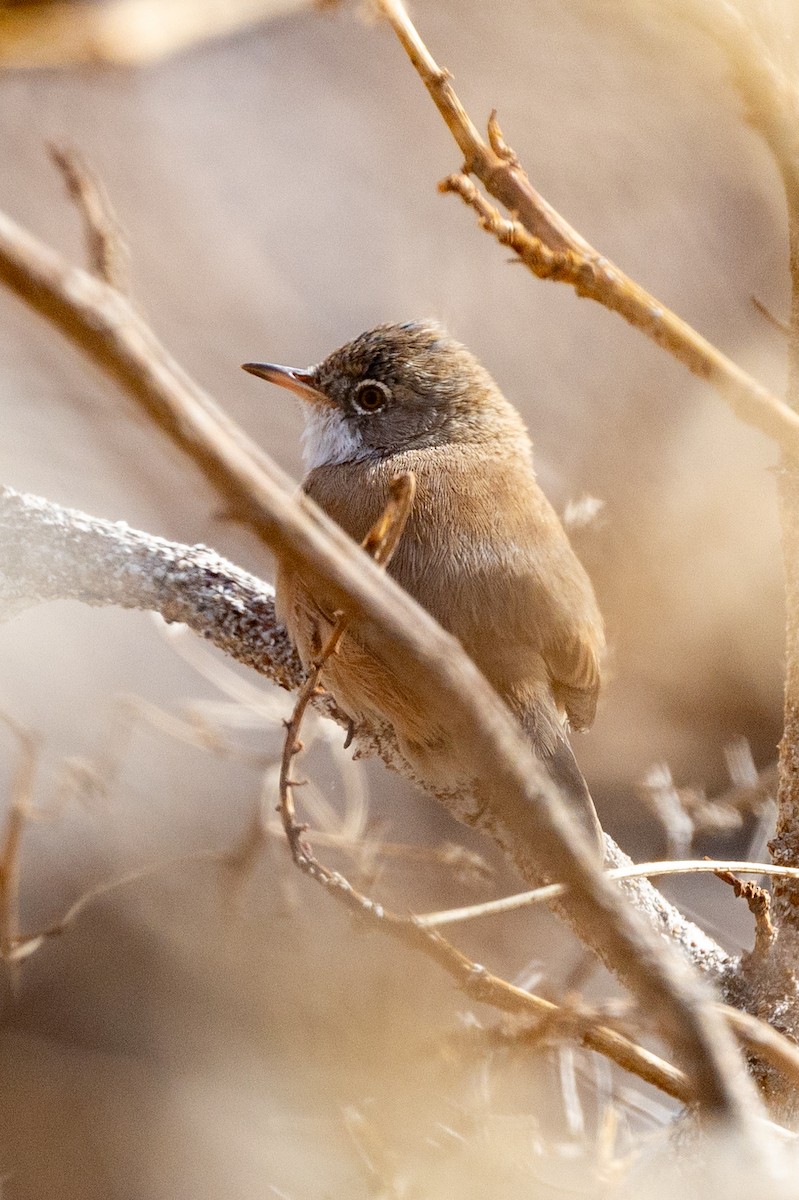 Spectacled Warbler - ML614219243