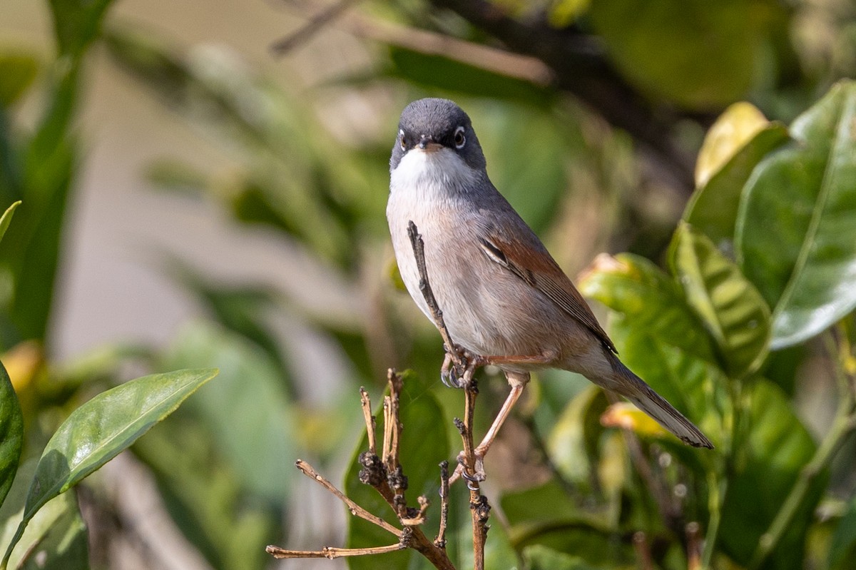 Spectacled Warbler - ML614219244