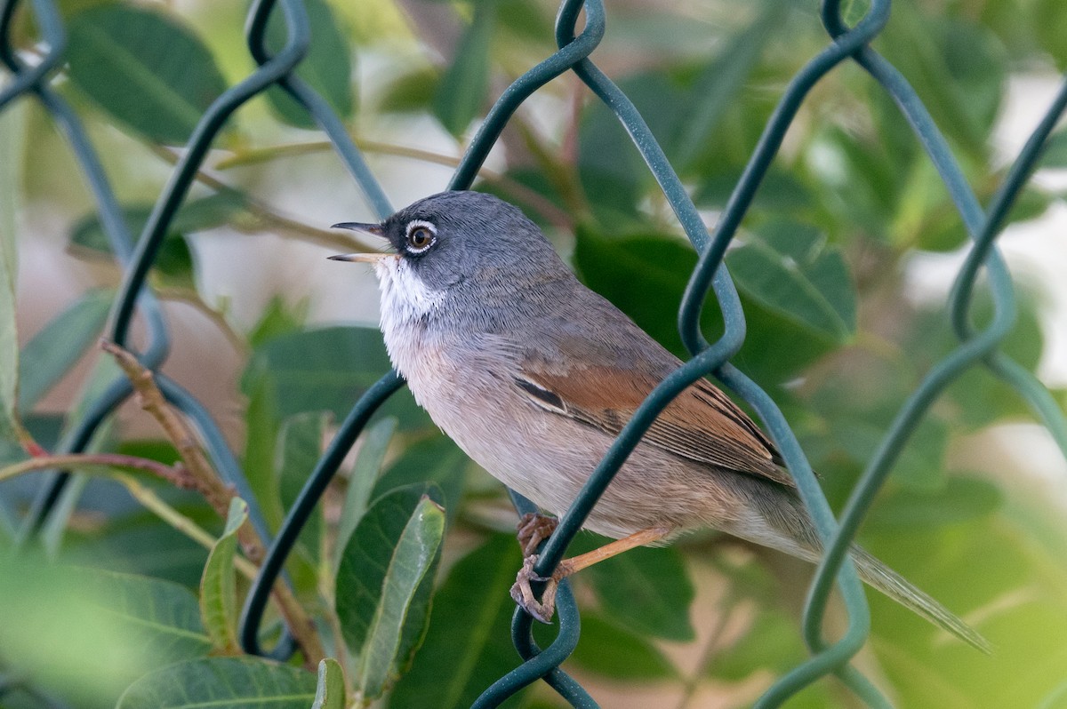 Spectacled Warbler - ML614219246