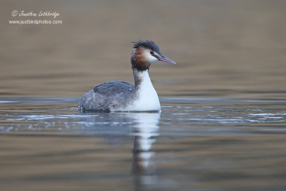 Great Crested Grebe - ML614219311