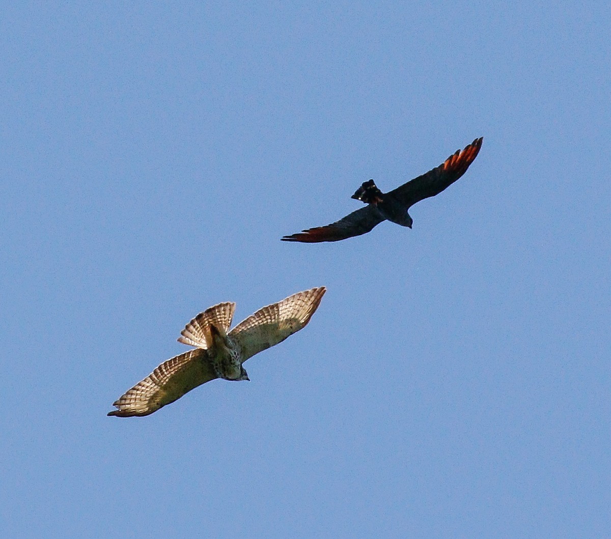 Broad-winged Hawk (Northern) - ML614219518