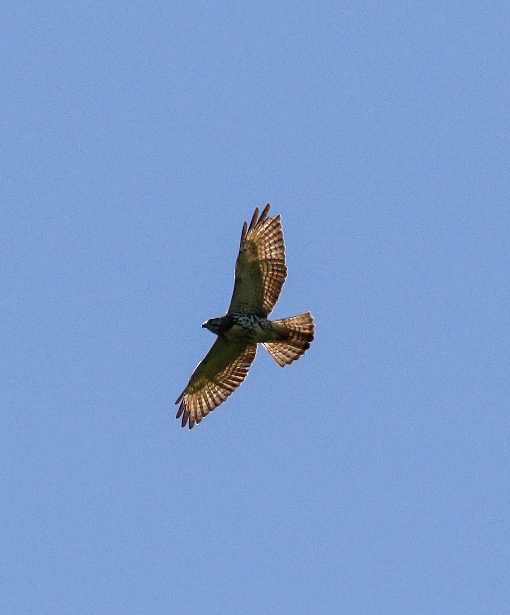 Broad-winged Hawk (Northern) - Michael Hoare