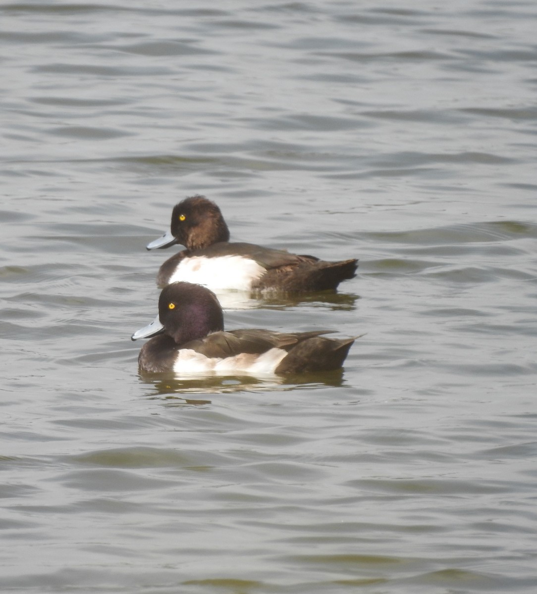 Tufted Duck - ML614219578