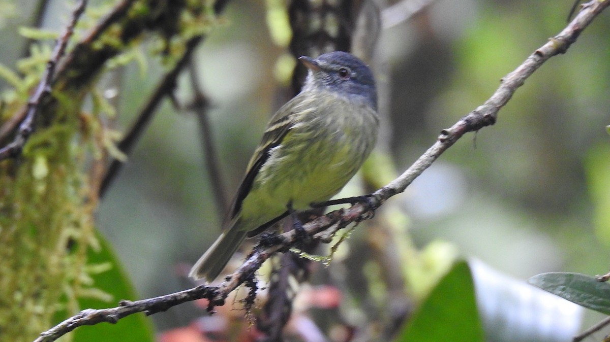 White-fronted Tyrannulet - ML614219642