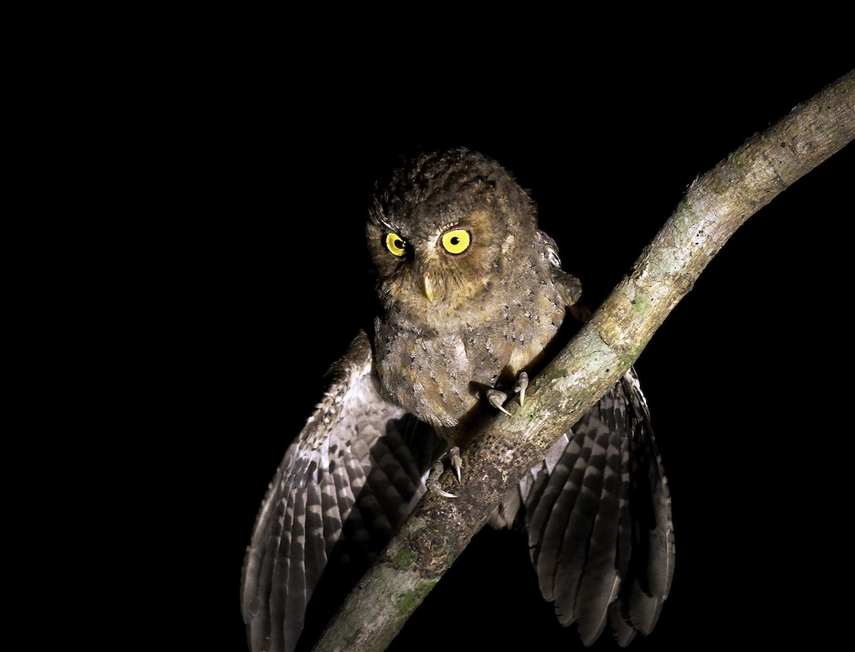 Andaman Scops-Owl - ML614219774