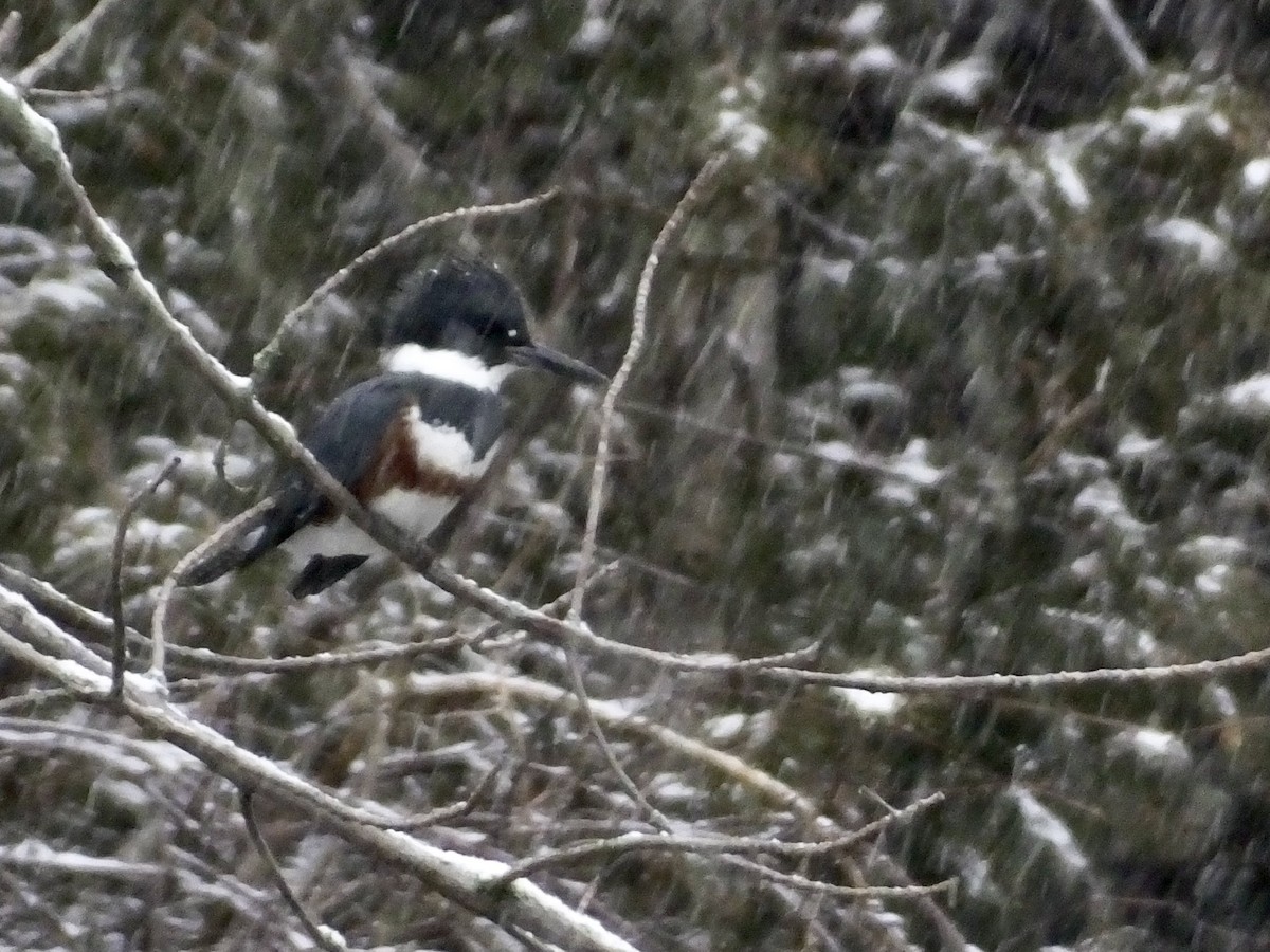 Belted Kingfisher - ML614219851