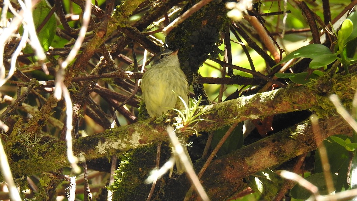 White-fronted Tyrannulet - ML614219896