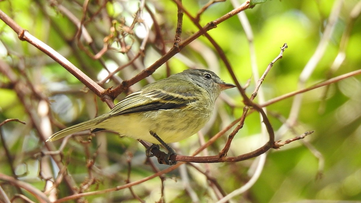 White-fronted Tyrannulet - ML614219897