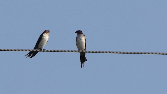 Red-rumped Swallow - ML614219903