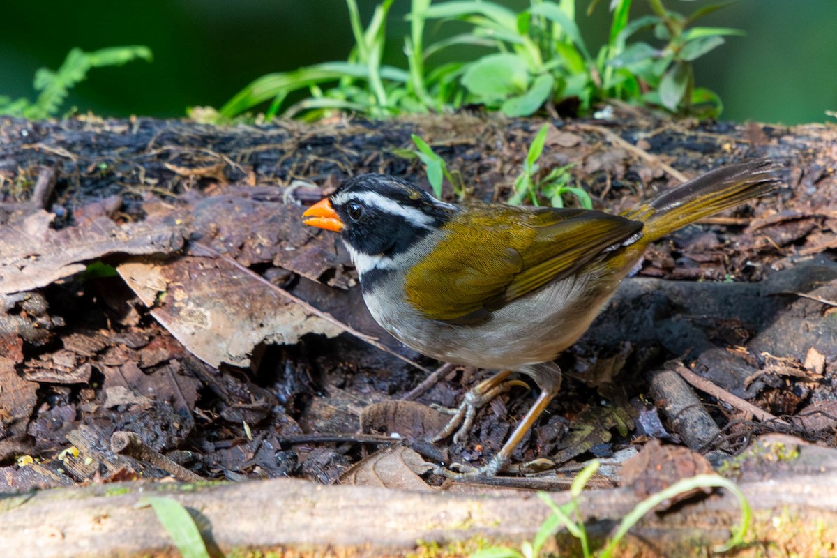Orange-billed Sparrow - David Sarkozi cc