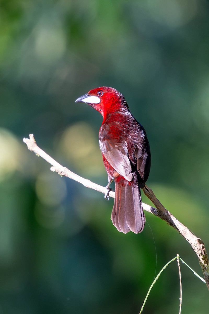 Silver-beaked Tanager - ML614220025