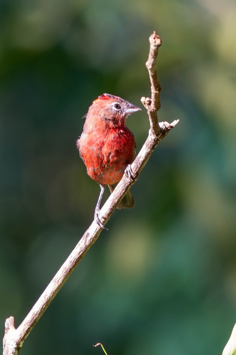 Red-crested Finch - ML614220029
