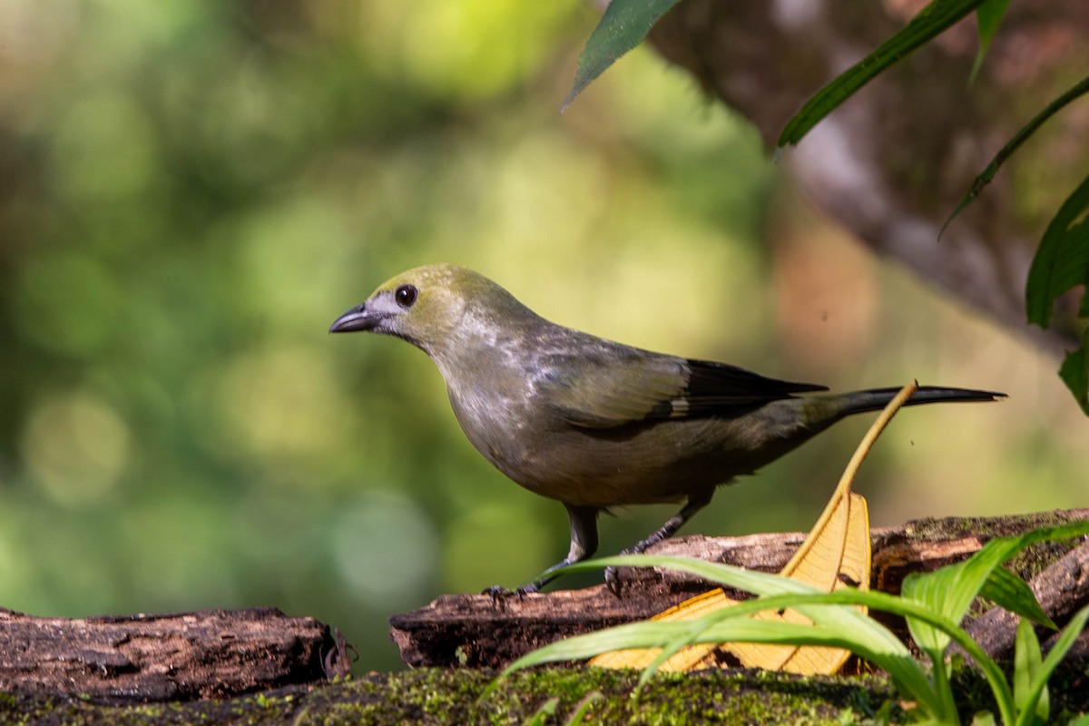 Palm Tanager - ML614220030
