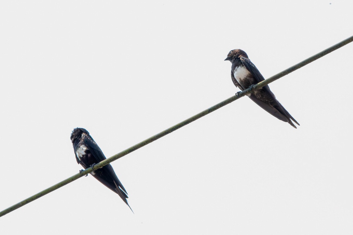 White-banded Swallow - ML614220044