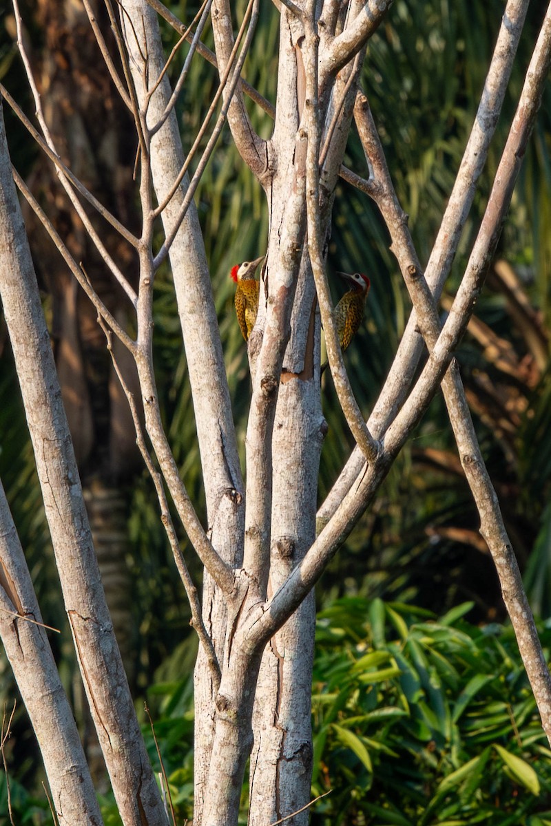 Spot-breasted Woodpecker - ML614220108