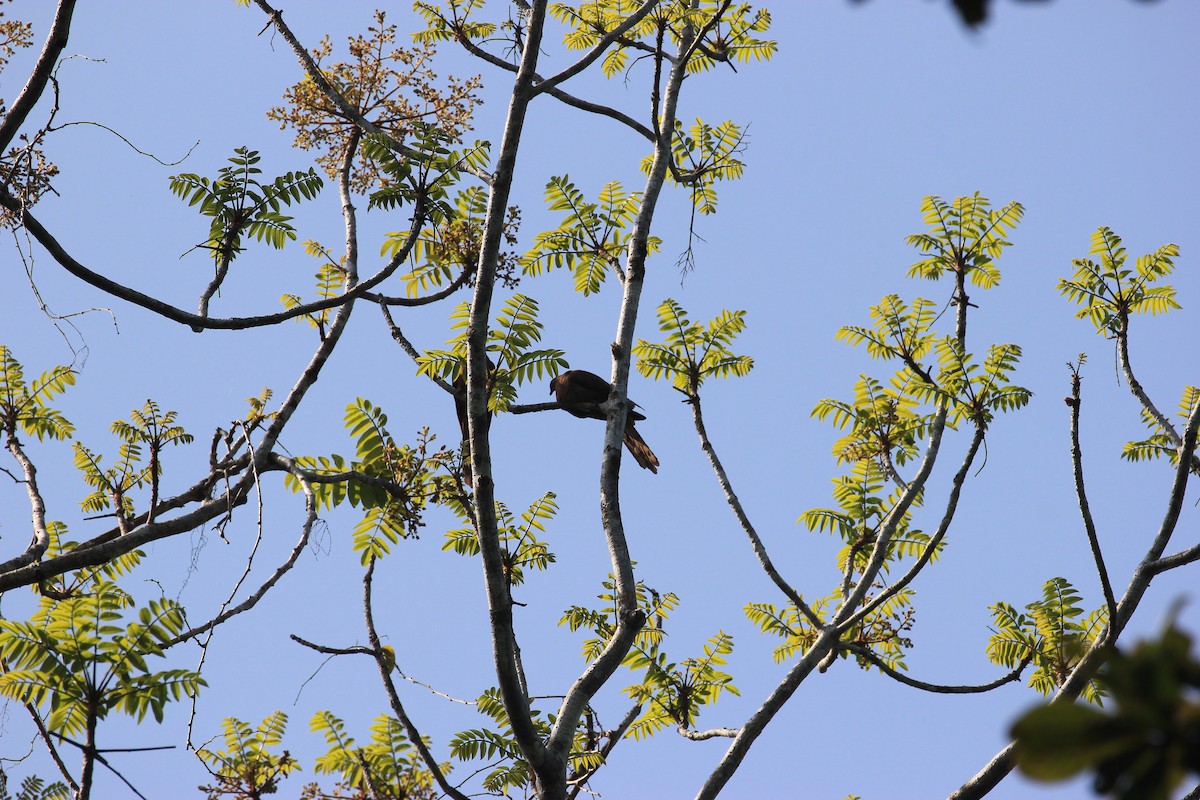 Andaman Cuckoo-Dove - Abeer Watve