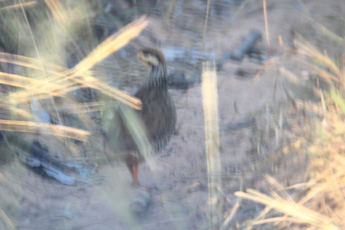 Chinese Francolin - ML614220875