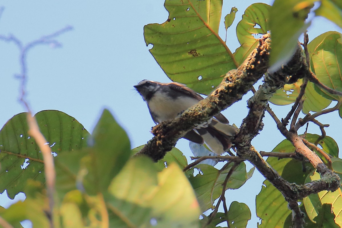 White-browed Fantail - ML614220886