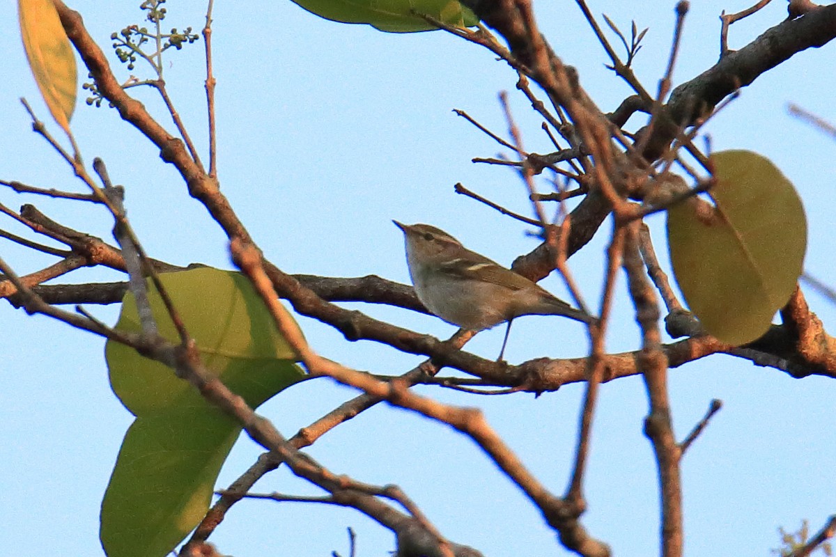 Two-barred Warbler - ML614220898