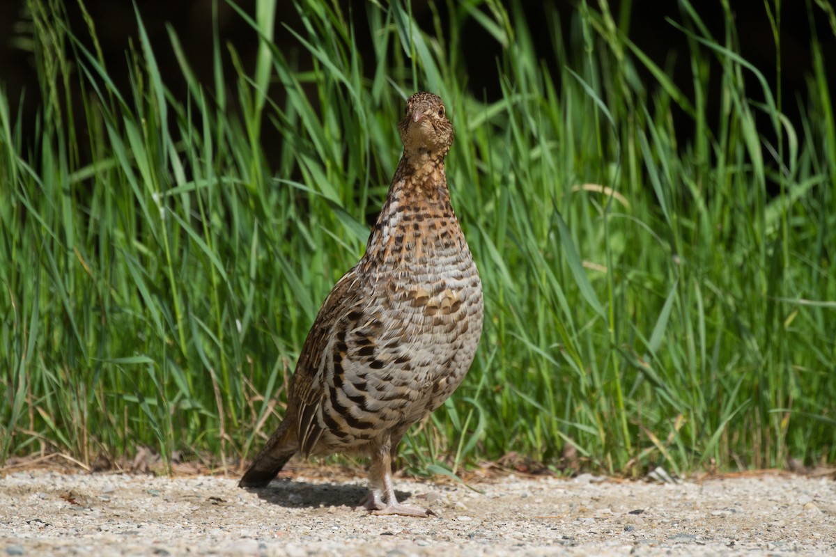 Ruffed Grouse - Griffin Richards