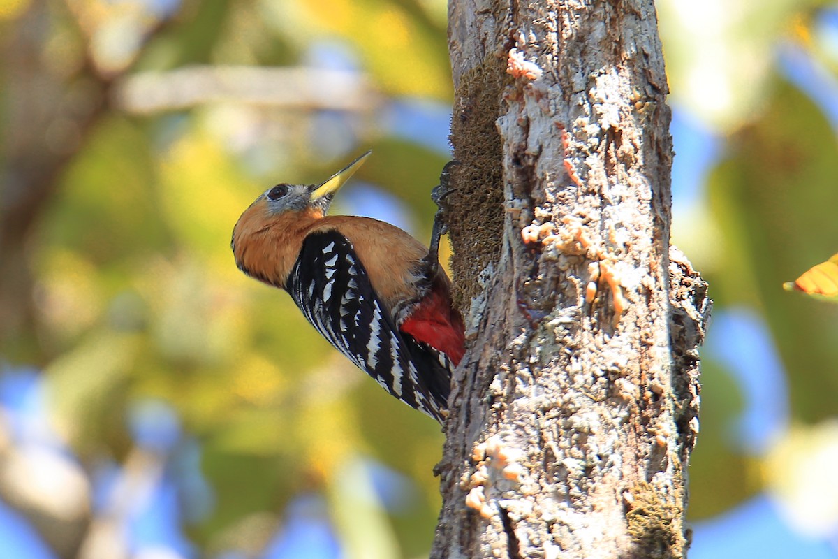 Rufous-bellied Woodpecker - ML614220942