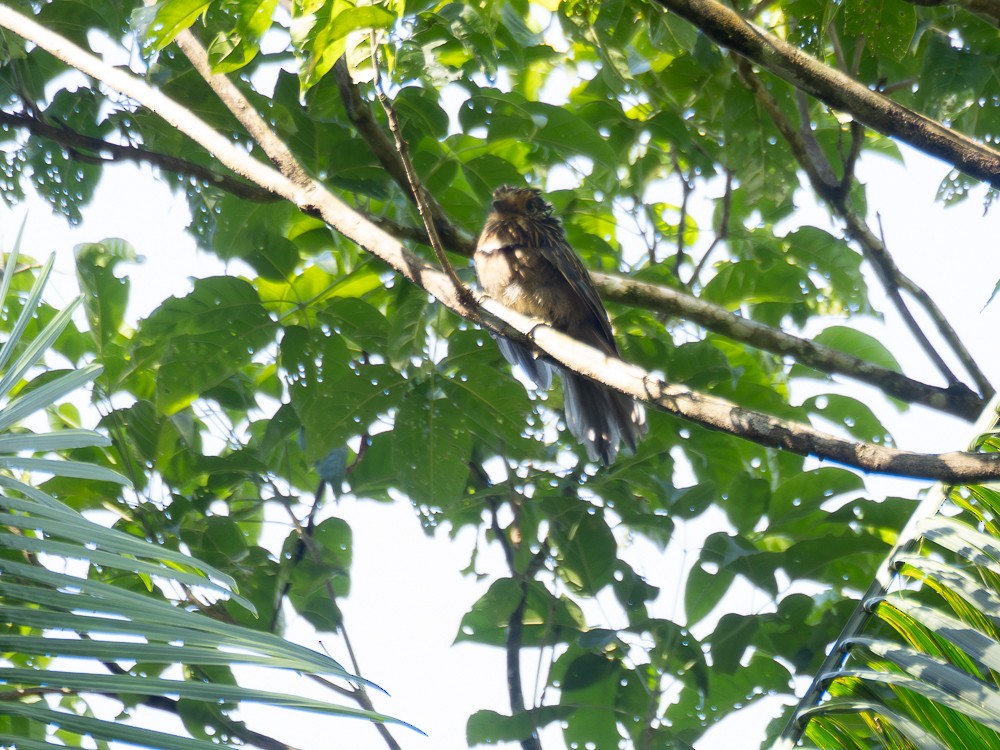Crescent-chested Puffbird (Greater) - ML614220983