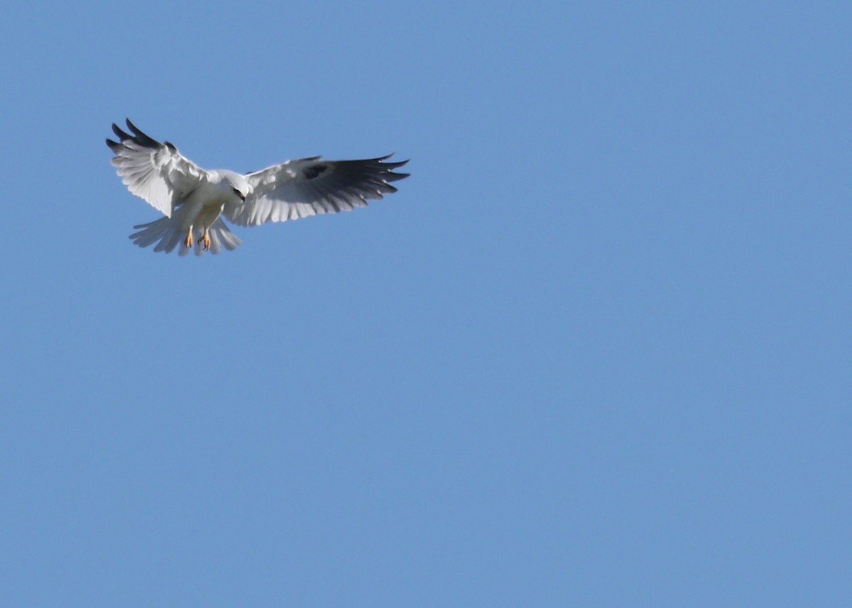 White-tailed Kite - ML614221012